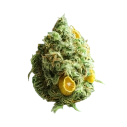 citrus rocks